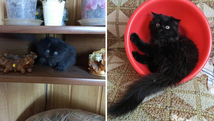 Kitten To Cat: Charming Side-by-Side Cat Comparisons