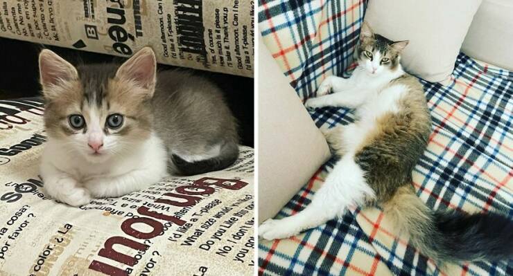 Kitten To Cat: Charming Side-by-Side Cat Comparisons