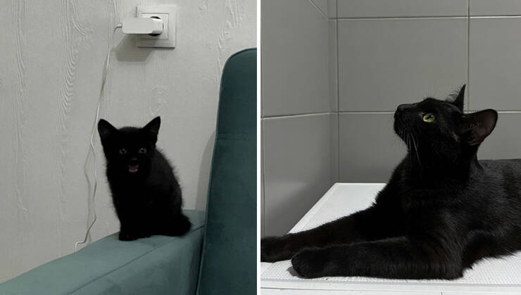 Kitten To Cat: Charming Side-by-Side Cat Comparisons