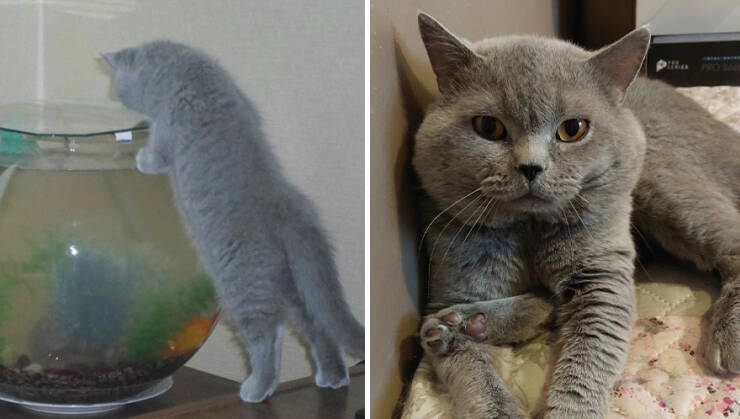 Kitten To Cat: Charming Side-by-Side Cat Comparisons