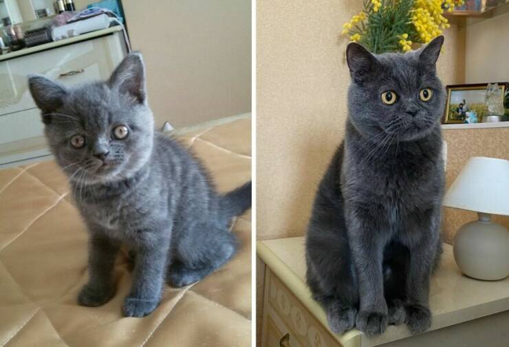 Kitten To Cat: Charming Side-by-Side Cat Comparisons