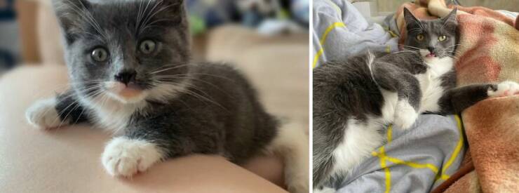 Kitten To Cat: Charming Side-by-Side Cat Comparisons