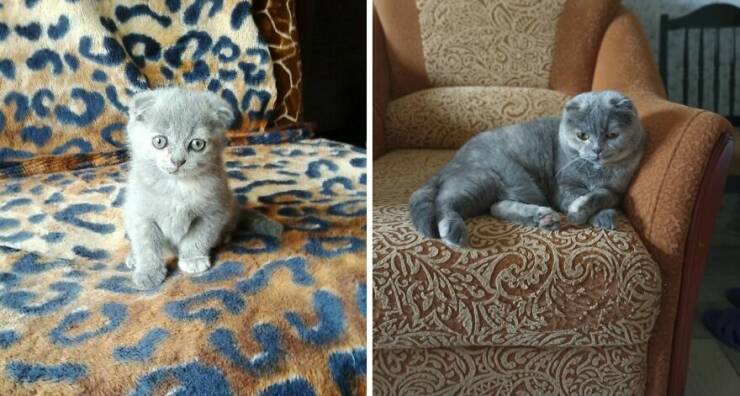 Kitten To Cat: Charming Side-by-Side Cat Comparisons