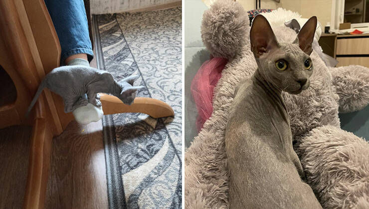 Kitten To Cat: Charming Side-by-Side Cat Comparisons