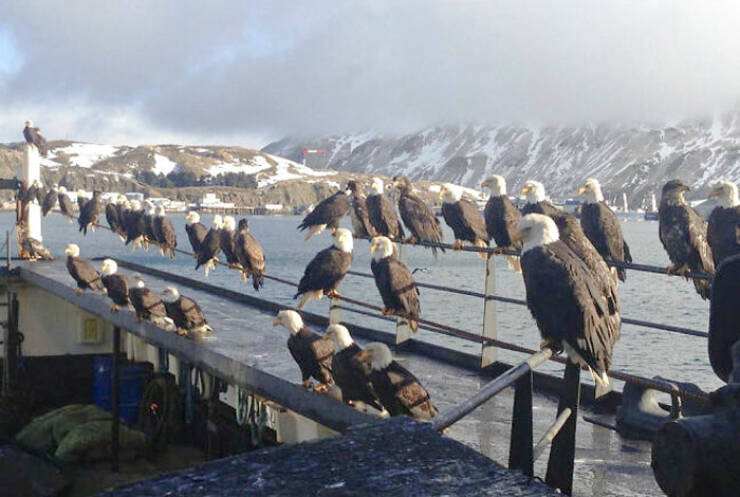 Unusual Pigeon Sightings Across The Globe