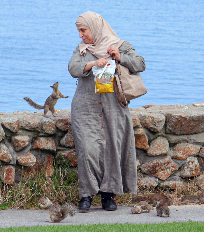 Unusual Pigeon Sightings Across The Globe