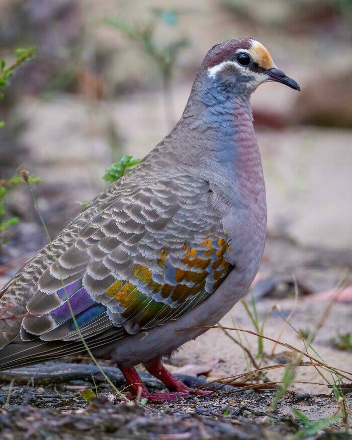 Unusual Pigeon Sightings Across The Globe