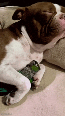 Daily Gifdump [WEEKEND EDITION]