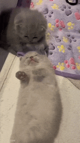 Daily Gifdump [WEEKEND EDITION]