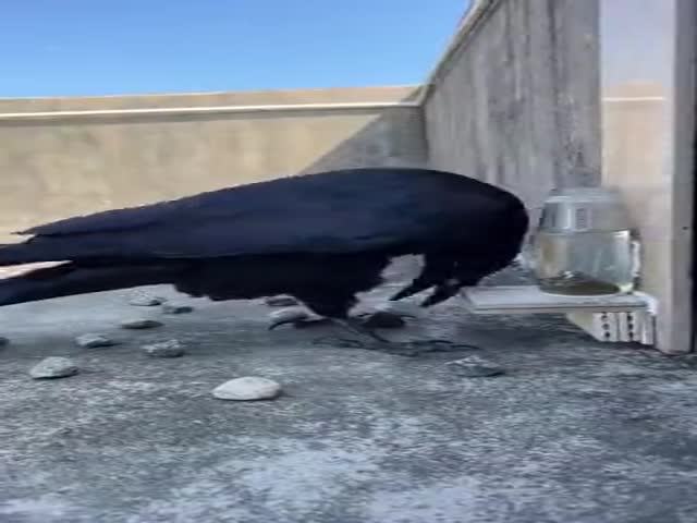 To Have A Drink, A Crow Demonstrates Archimedes Law