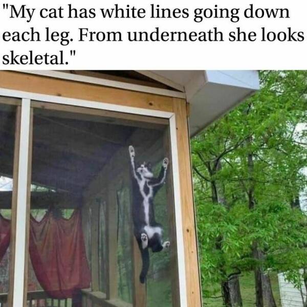 Haunted Humor: Delving Into The Dark Side With Creepy Memes