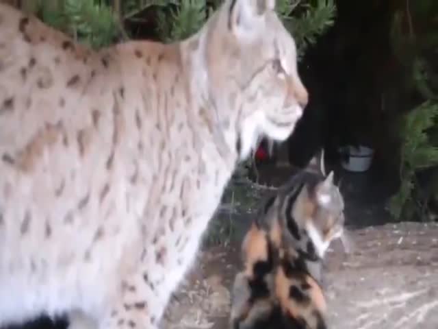A Street Cat Entered The Lynxs Enclosure, And Now They Are Best Friends
