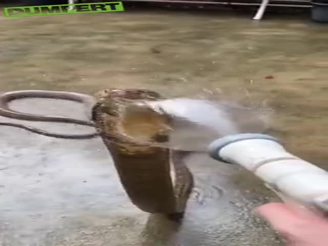 Water Procedures For The King Cobra
