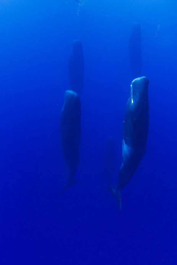 Mind-Blowing Images: Total Fascination Unleashed