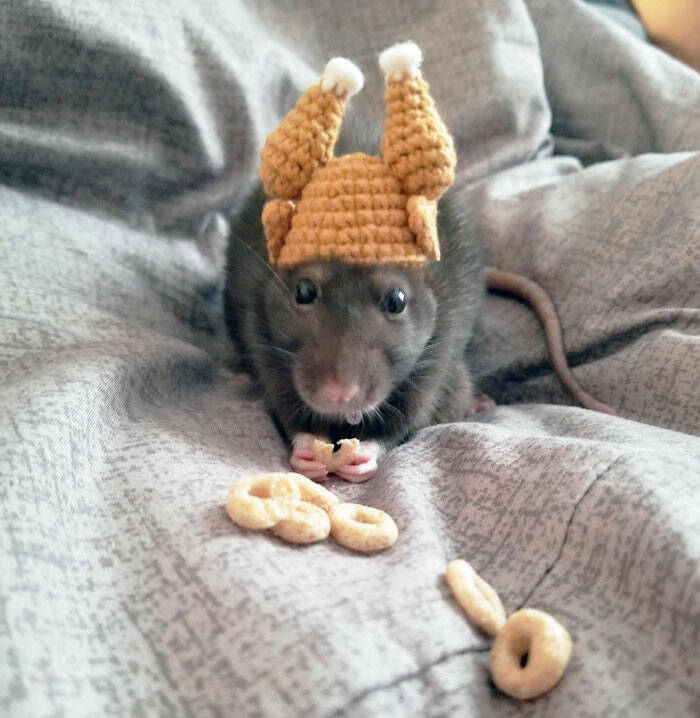 Heartfelt Thanksgiving Acts: Stories Of Exceptional Wholesomeness