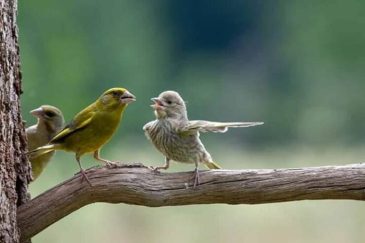 Avian Intensity: Birds Projecting Threatening Auras