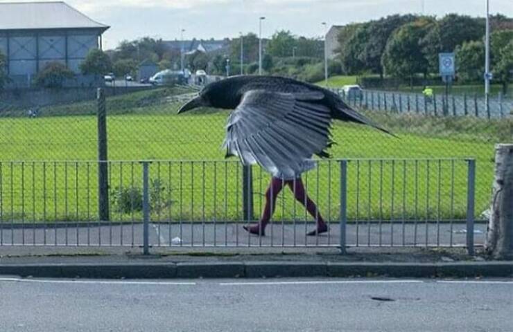 Avian Intensity: Birds Projecting Threatening Auras