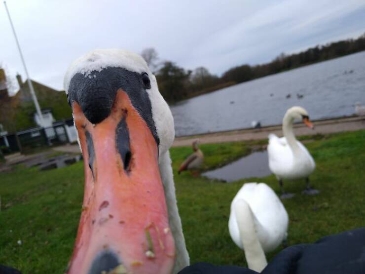 Avian Intensity: Birds Projecting Threatening Auras