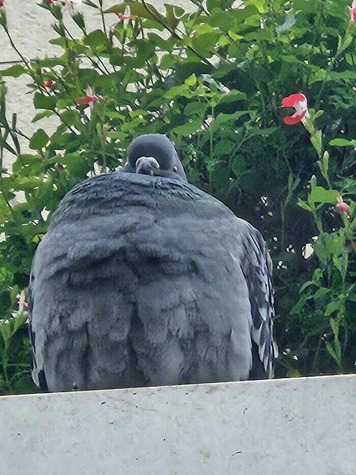 Avian Intensity: Birds Projecting Threatening Auras