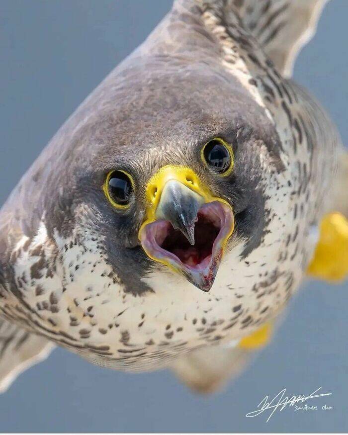 Avian Intensity: Birds Projecting Threatening Auras