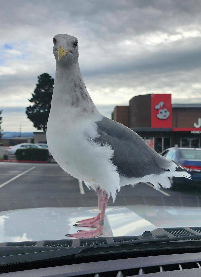 Avian Intensity: Birds Projecting Threatening Auras