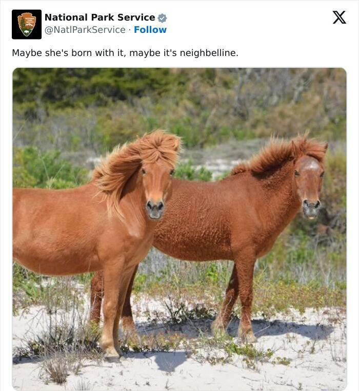 Nature Natures Comedy: National Park Services Social Media Genius