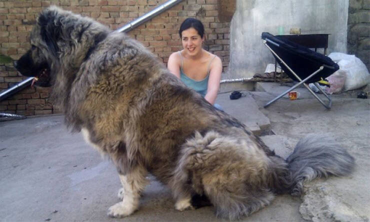 Gentle Giants: Big Dogs Overflowing With Love