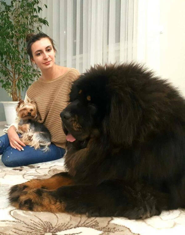 Gentle Giants: Big Dogs Overflowing With Love