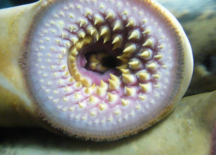 Oceanic Nightmares: Unveiling The Scariest Encounters Beneath The Waves