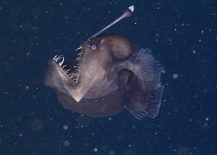 Oceanic Nightmares: Unveiling The Scariest Encounters Beneath The Waves