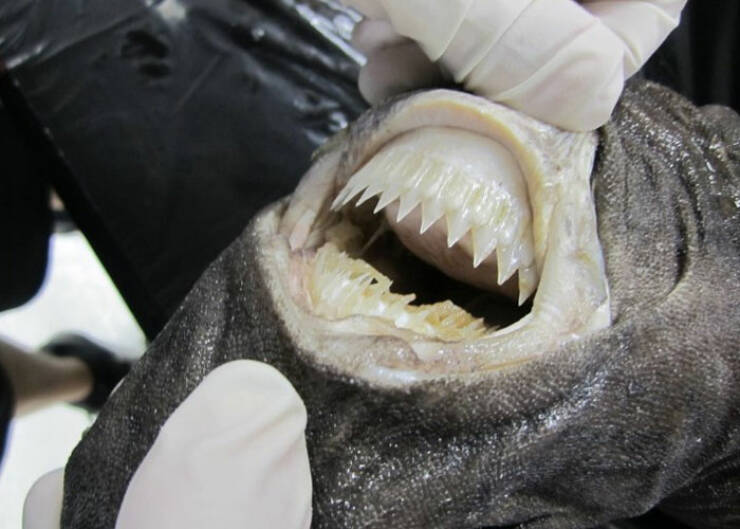 Oceanic Nightmares: Unveiling The Scariest Encounters Beneath The Waves