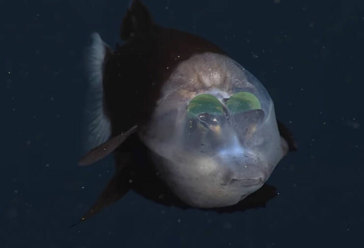 Oceanic Nightmares: Unveiling The Scariest Encounters Beneath The Waves