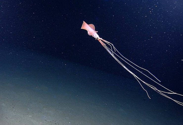 Oceanic Nightmares: Unveiling The Scariest Encounters Beneath The Waves