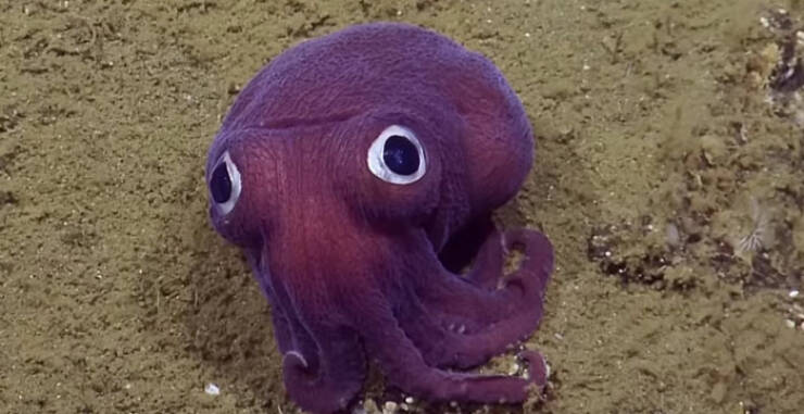 Oceanic Nightmares: Unveiling The Scariest Encounters Beneath The Waves