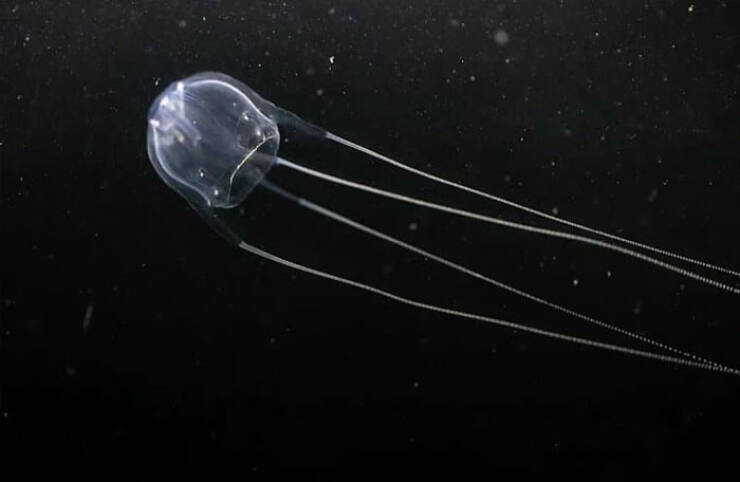 Oceanic Nightmares: Unveiling The Scariest Encounters Beneath The Waves