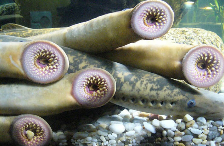 Oceanic Nightmares: Unveiling The Scariest Encounters Beneath The Waves