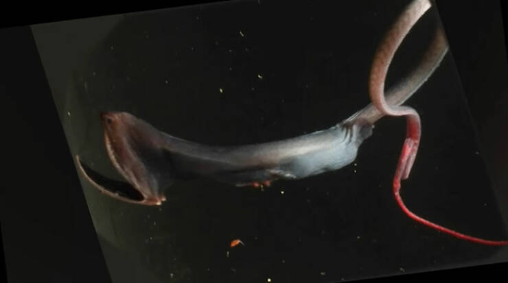 Oceanic Nightmares: Unveiling The Scariest Encounters Beneath The Waves