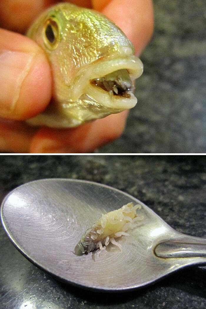 Oceanic Nightmares: Unveiling The Scariest Encounters Beneath The Waves