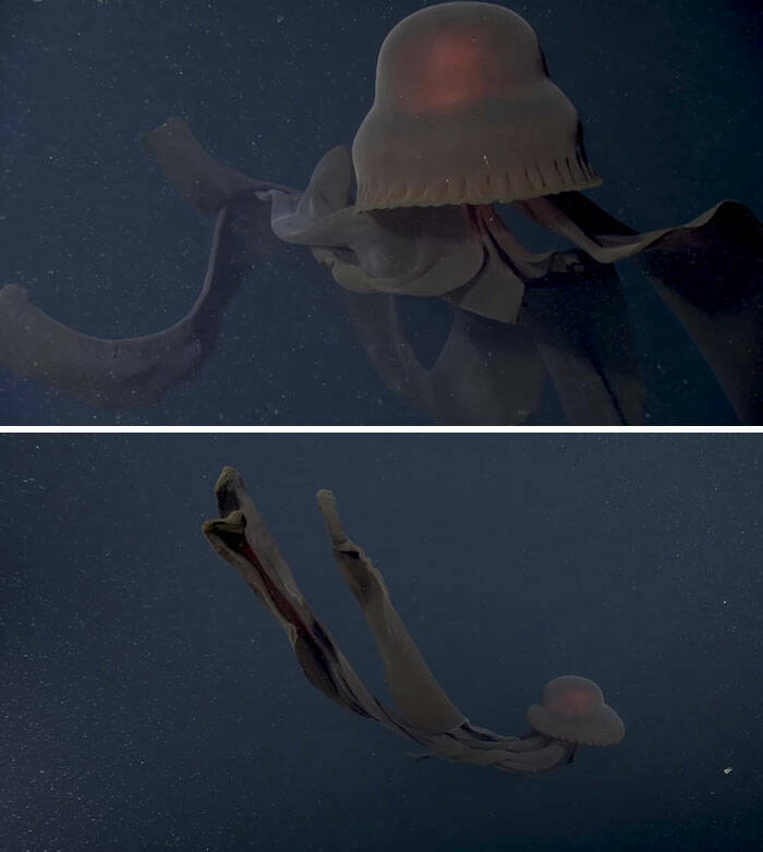 Oceanic Nightmares: Unveiling The Scariest Encounters Beneath The Waves