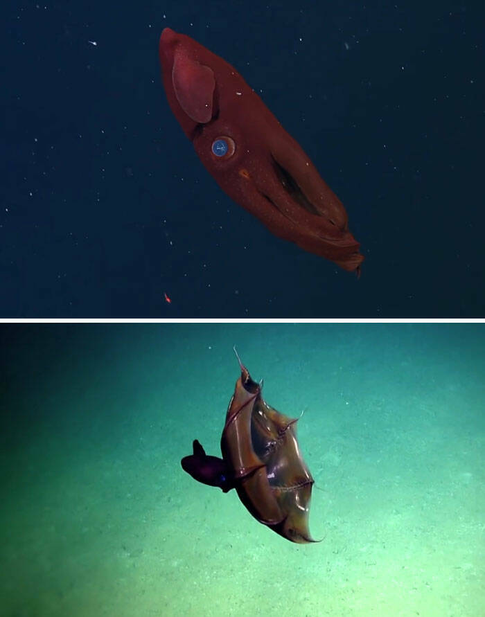 Oceanic Nightmares: Unveiling The Scariest Encounters Beneath The Waves