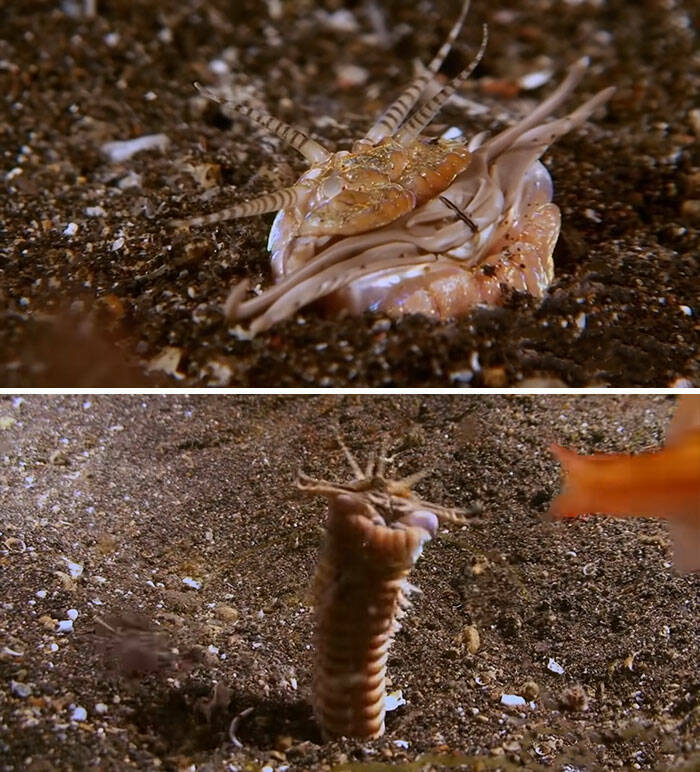 Oceanic Nightmares: Unveiling The Scariest Encounters Beneath The Waves