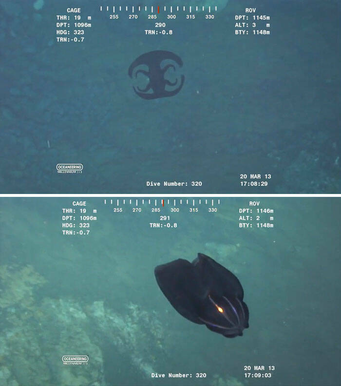 Oceanic Nightmares: Unveiling The Scariest Encounters Beneath The Waves