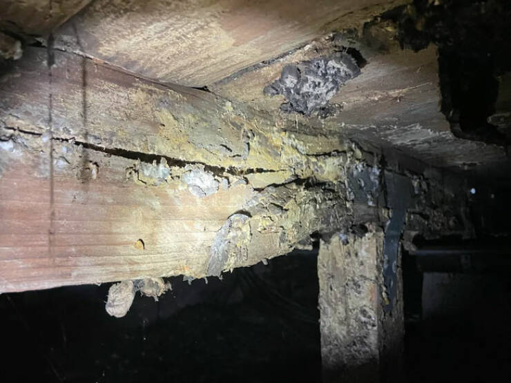 Peek Into Absurdity: Home Inspectors Tales Of Bizarre Discoveries