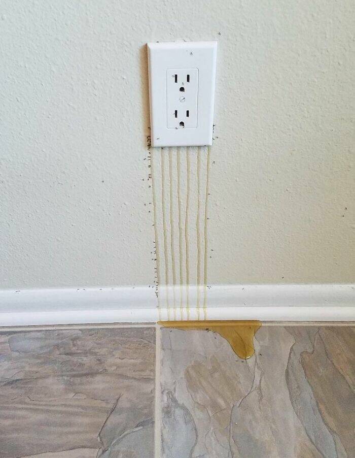 Peek Into Absurdity: Home Inspectors Tales Of Bizarre Discoveries