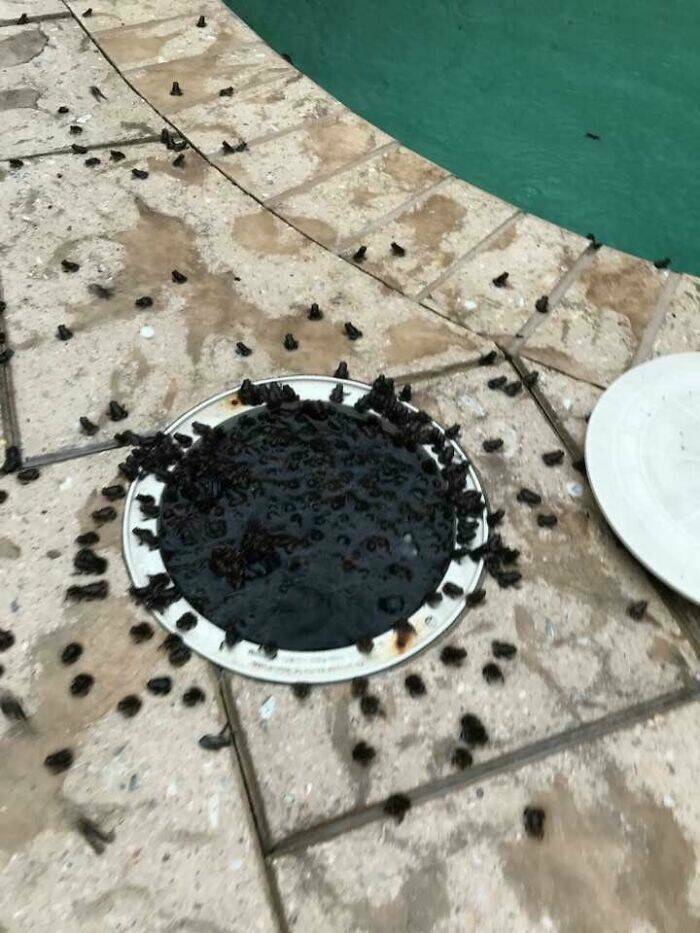 Peek Into Absurdity: Home Inspectors Tales Of Bizarre Discoveries