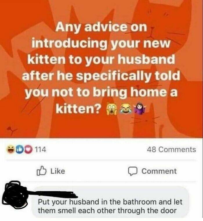 Purr-fectly Hilarious: Cat Memes For A Laugh Purr-fectly Hilarious: Cat Memes For A Laugh