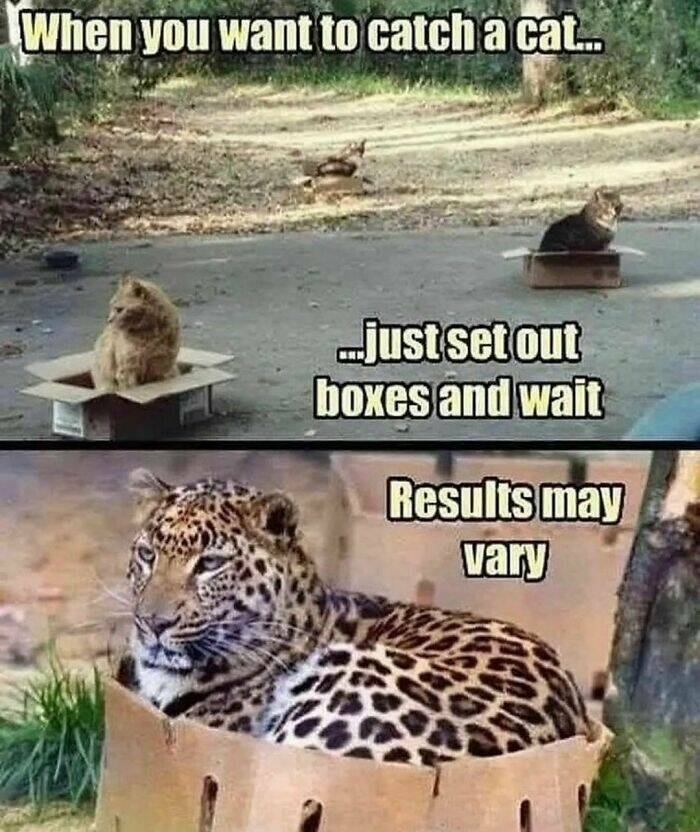 Purr-fectly Hilarious: Cat Memes For A Laugh Purr-fectly Hilarious: Cat Memes For A Laugh