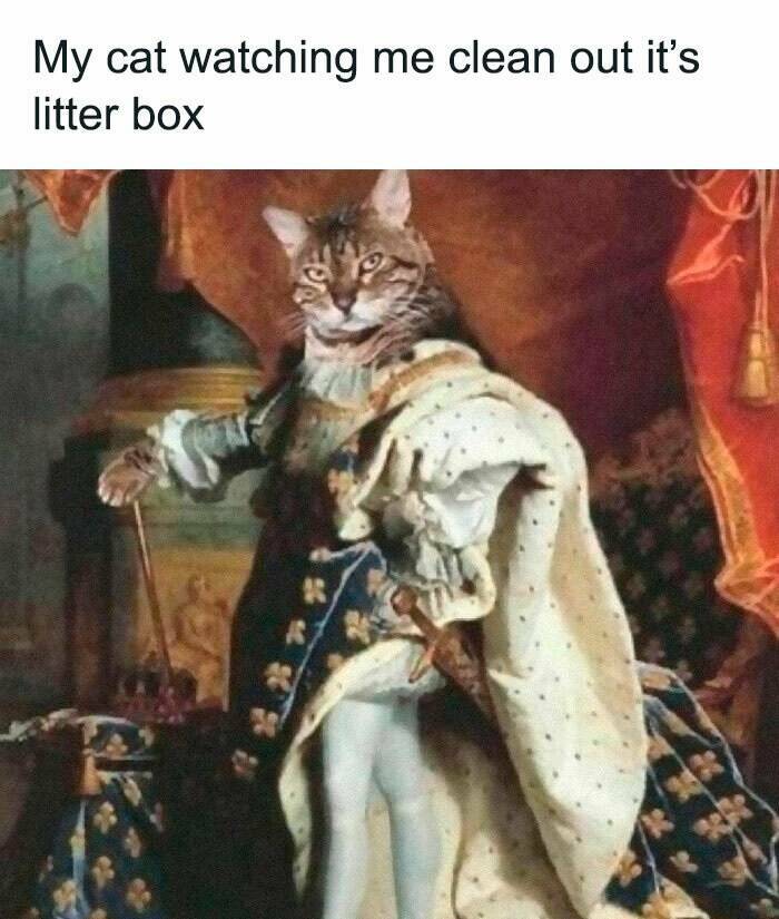 Purr-fectly Hilarious: Cat Memes For A Laugh Purr-fectly Hilarious: Cat Memes For A Laugh