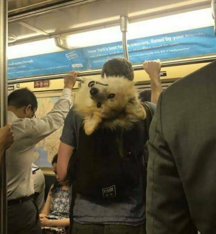 Quirky Commutes: Weird And Funny Sights Seen On The Subway
