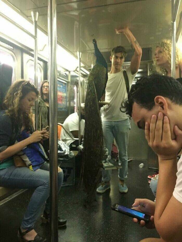 Quirky Commutes: Weird And Funny Sights Seen On The Subway